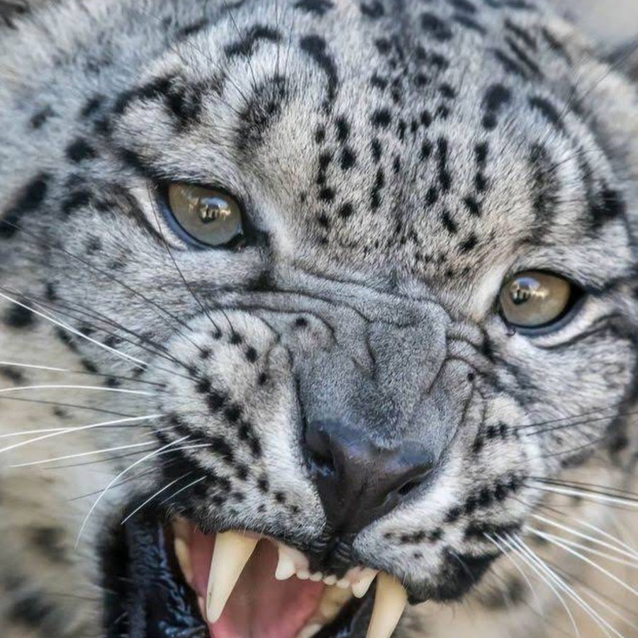 Рысь плавает