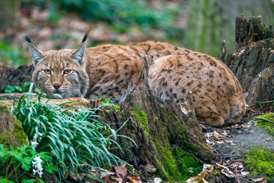 Рысь Сибирская Евроазиатская