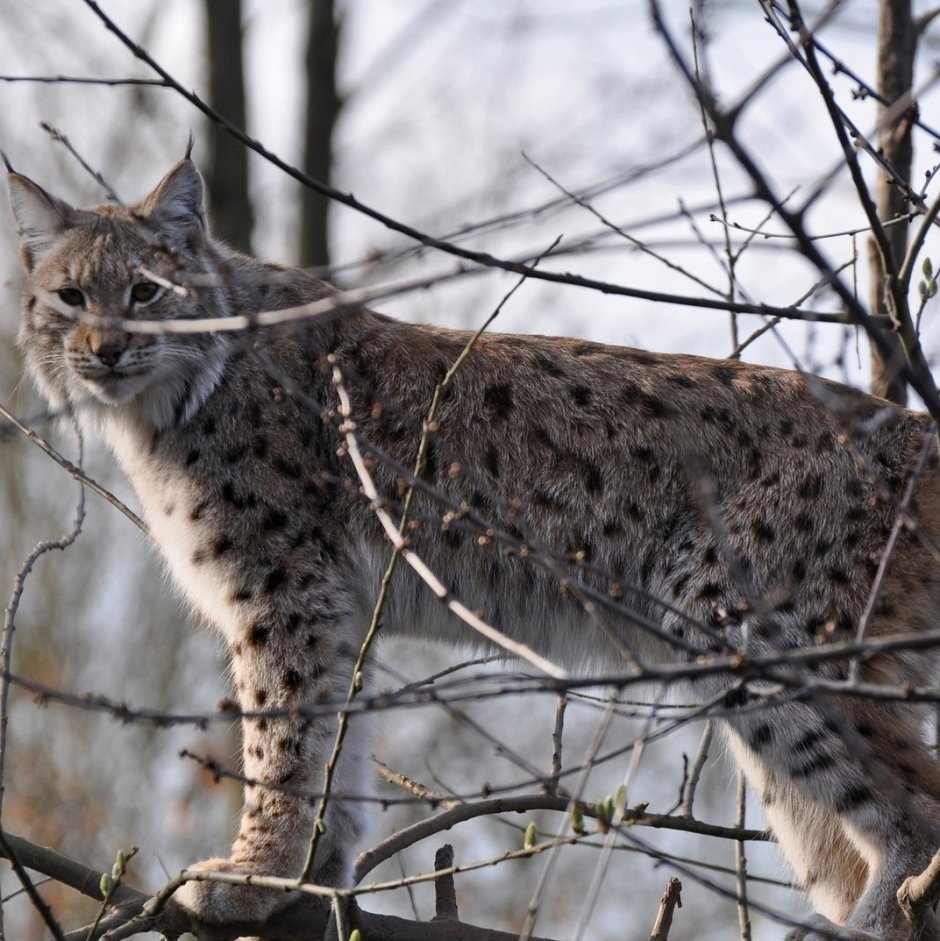 Дагестанский Дикие кошки Рысь