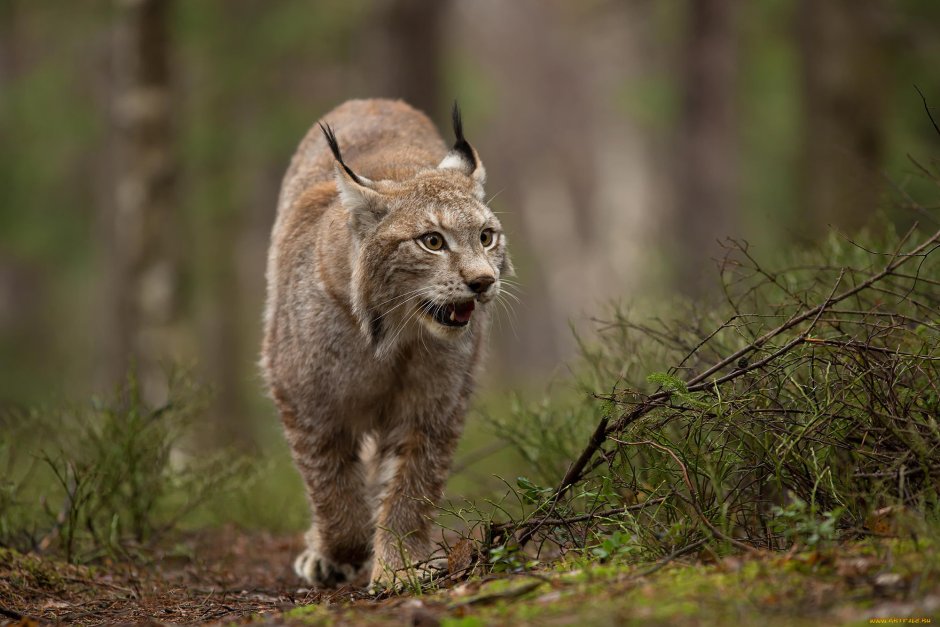 Рысь заповедник Кивач