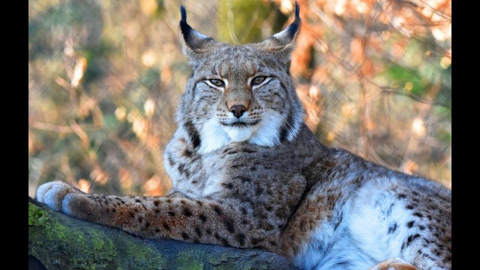 Канадская Рысь Бобкэт