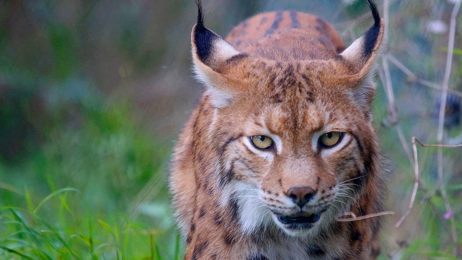 Рысь в Бузулукском Бору