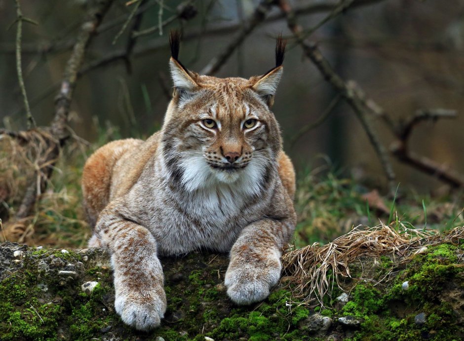 Канадская Рысь Бобкэт