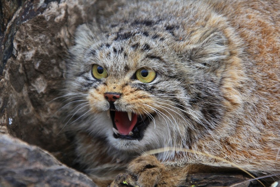 Канадская Рысь