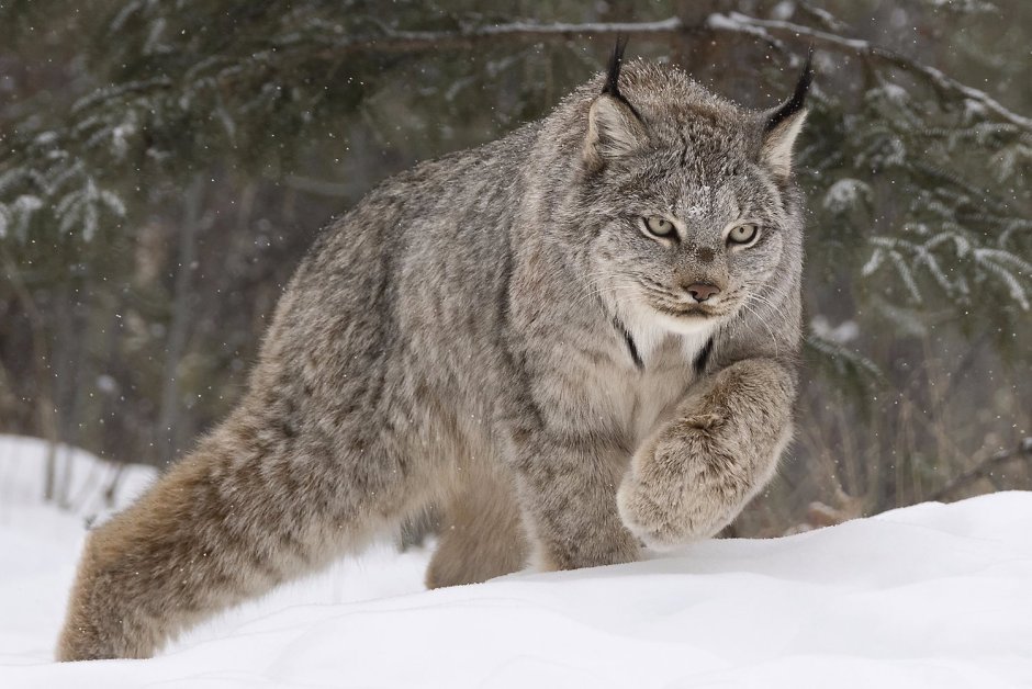 Сибирская Рысь