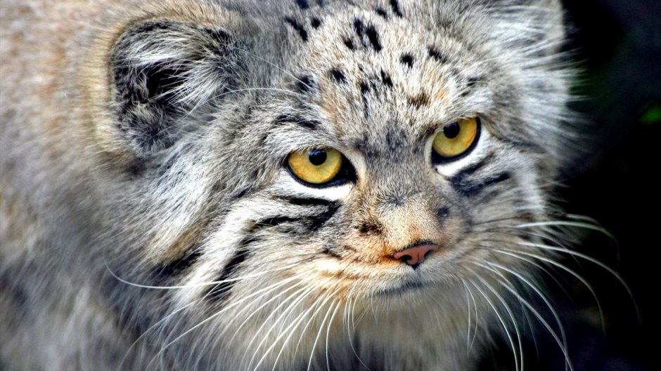 Уставшая Рысь