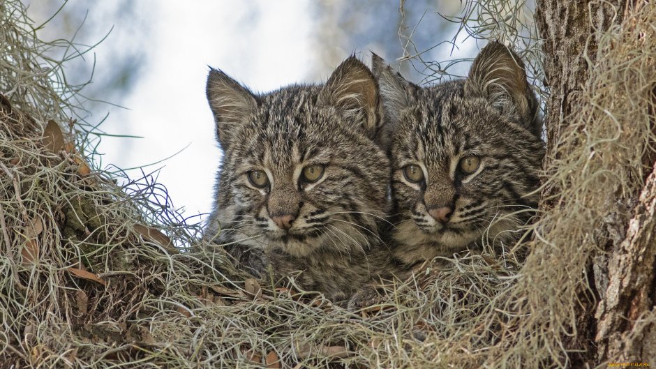 Туркестанская Рысь