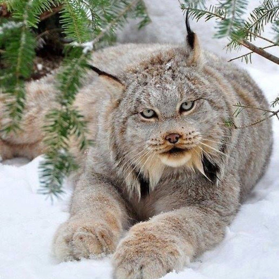 Алтайская Рысь