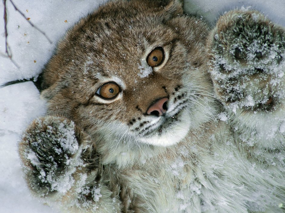 Гладь кота бескрайняя