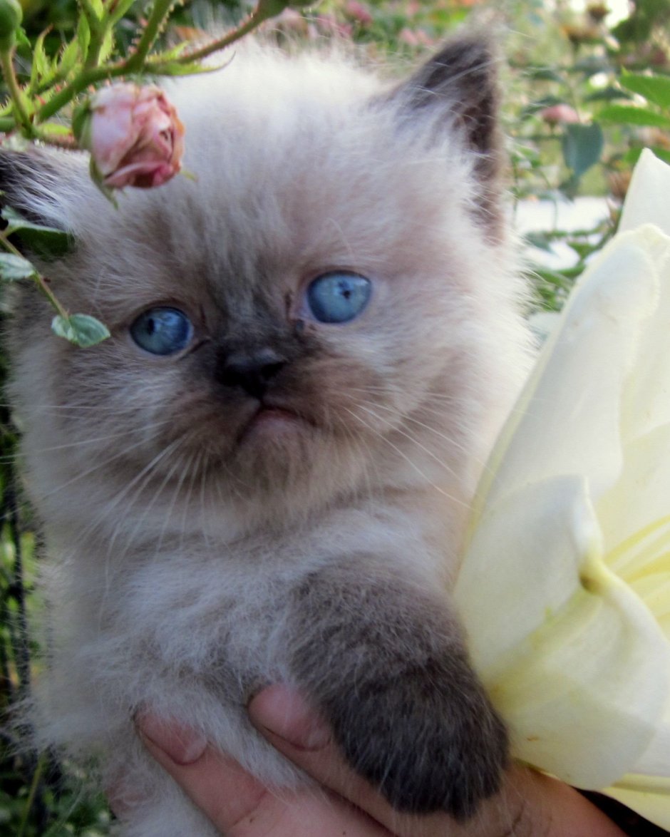 Гималайская кошка котенок