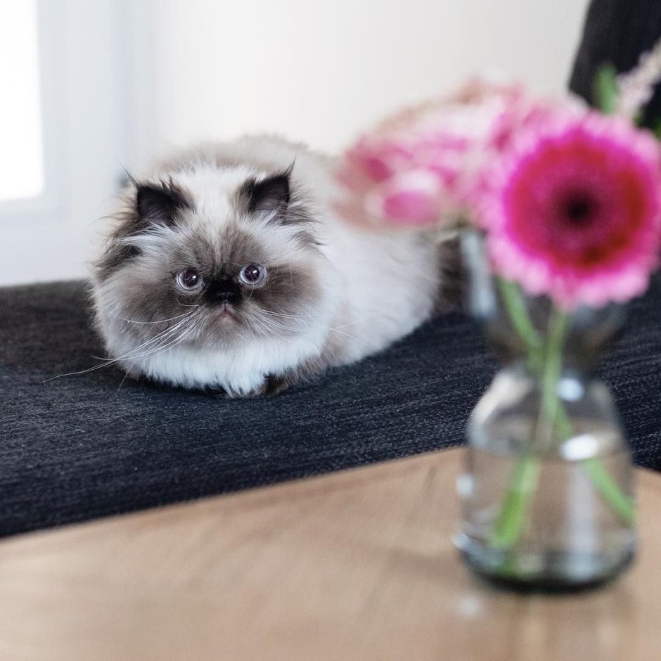 Милые гималайские котятки