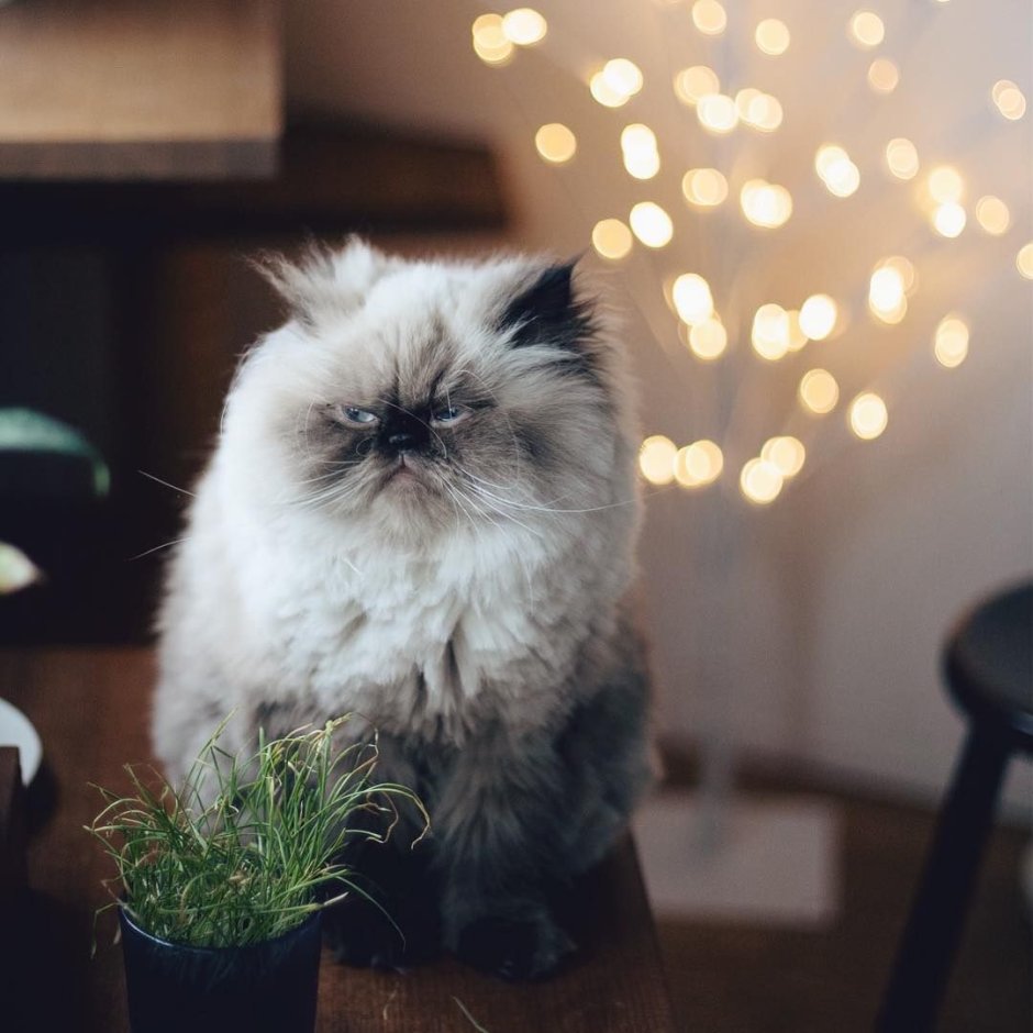 Гималайский котенок новогодний
