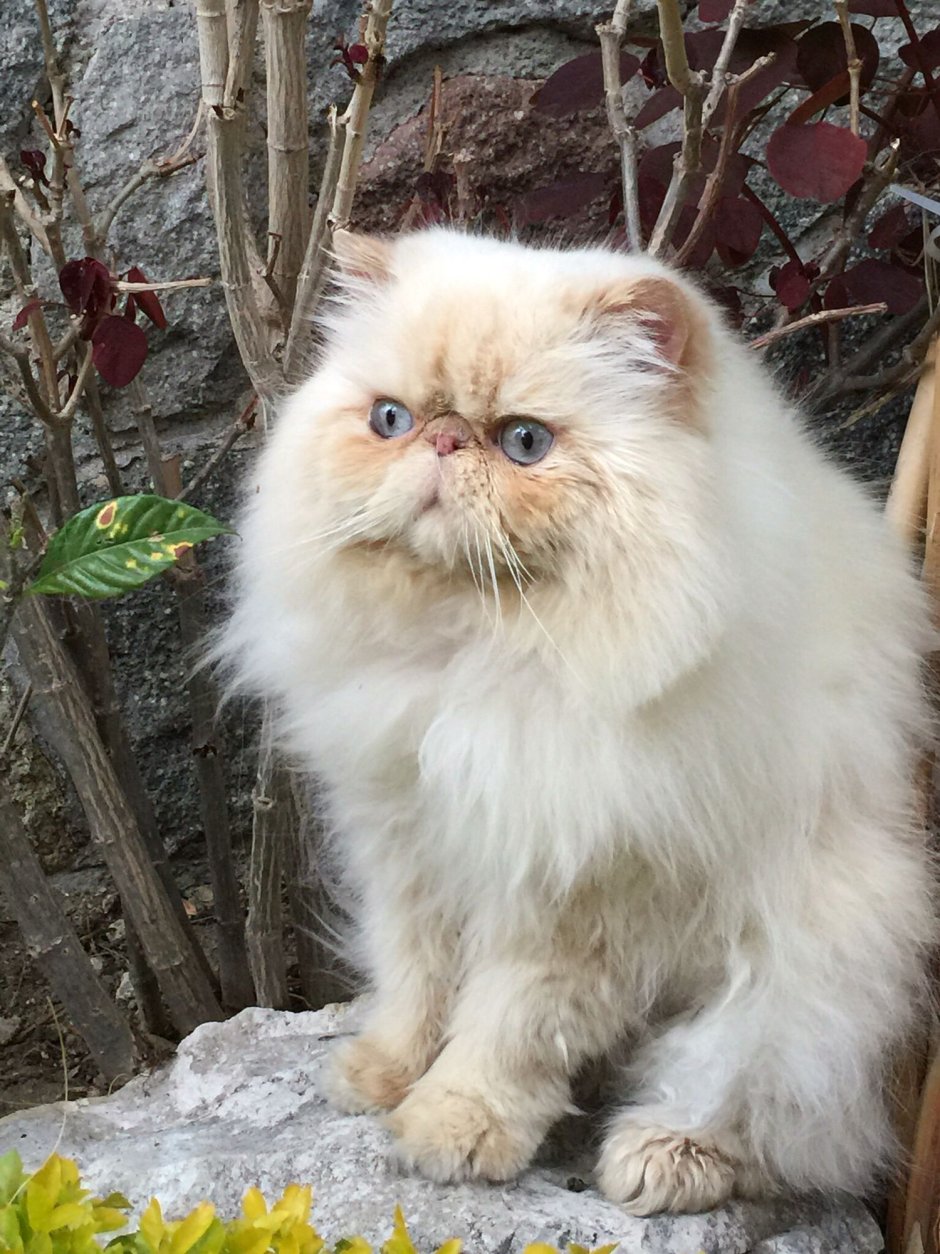 Гималайский персидский кот