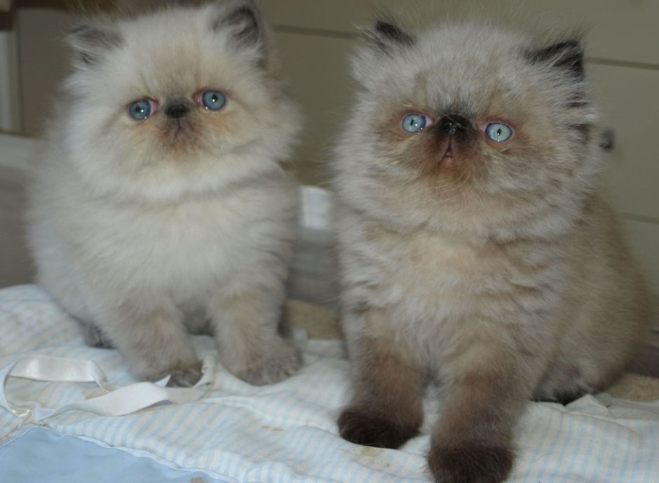 Seal point Persian Cat
