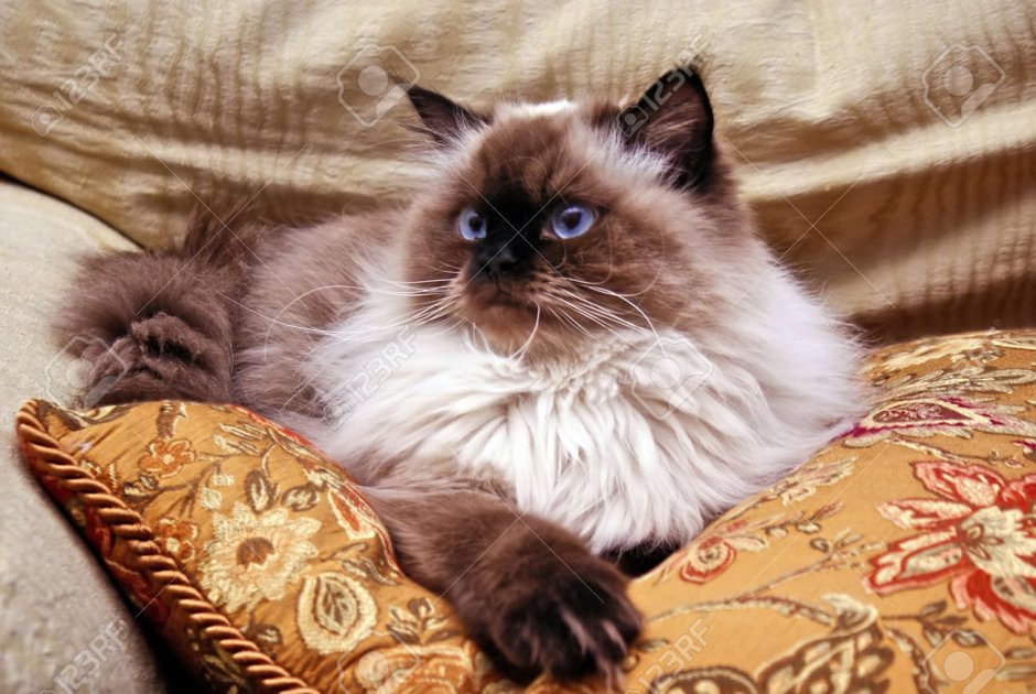 Гималайская кошка и бабушка фото