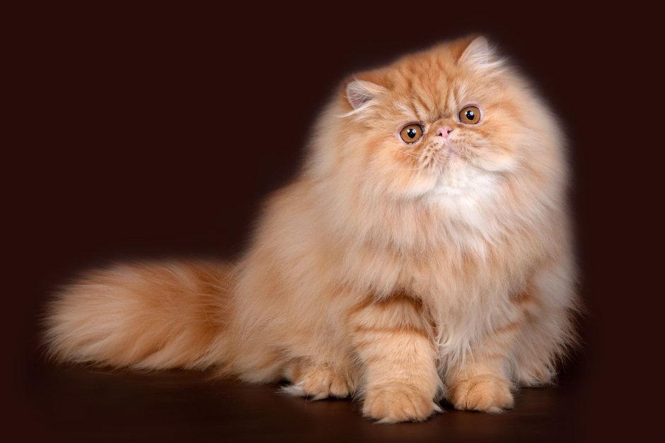 Гималайский персидский кот