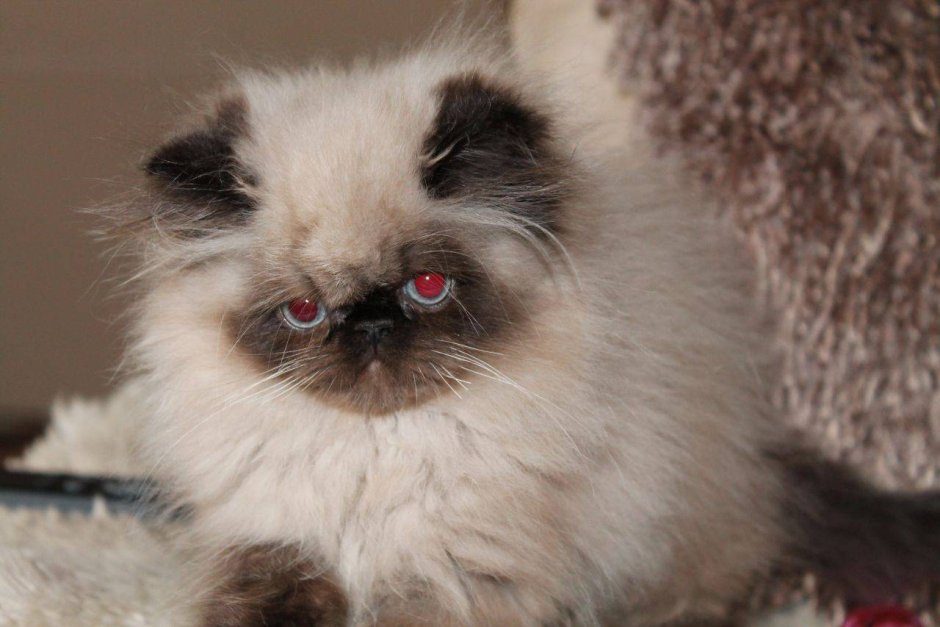 Гималайская кошка