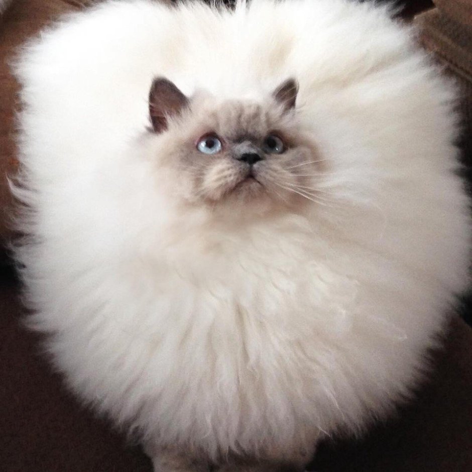 Гималайская кошка смешные