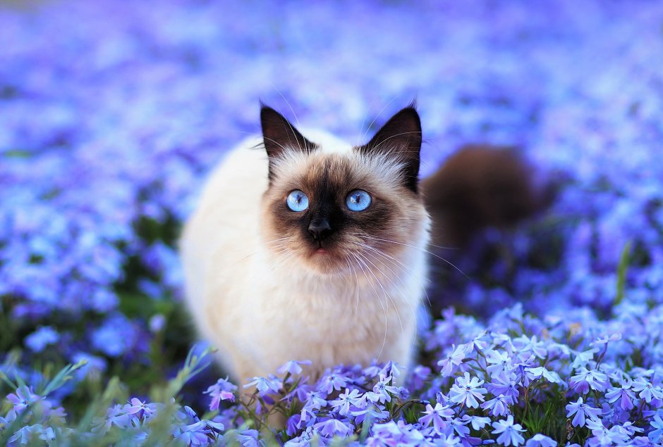 Сиамские коты