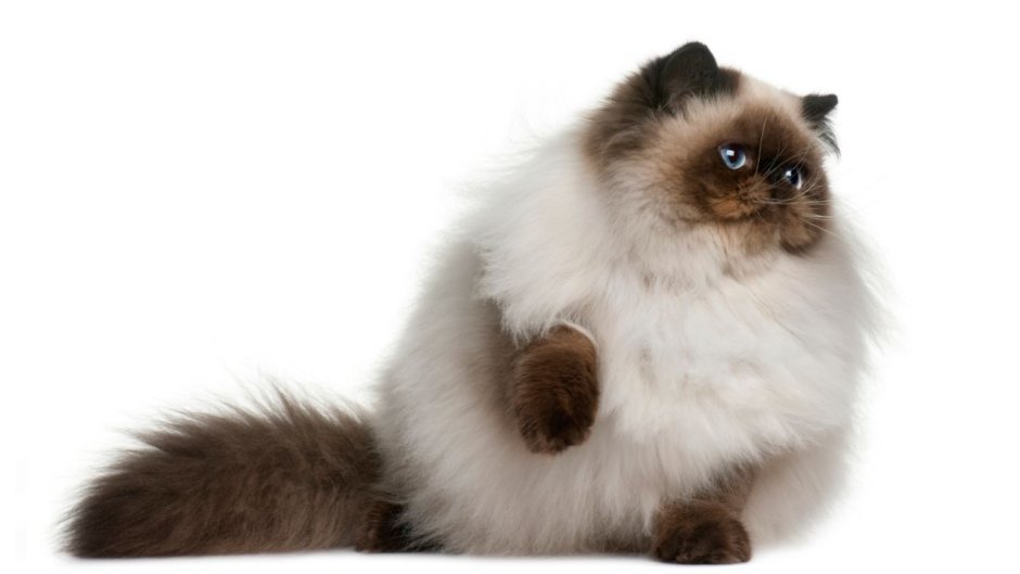 Гималайская кошка белая