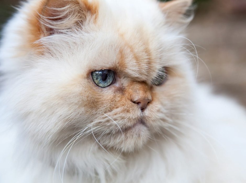 Скрещенная Персидская кошка