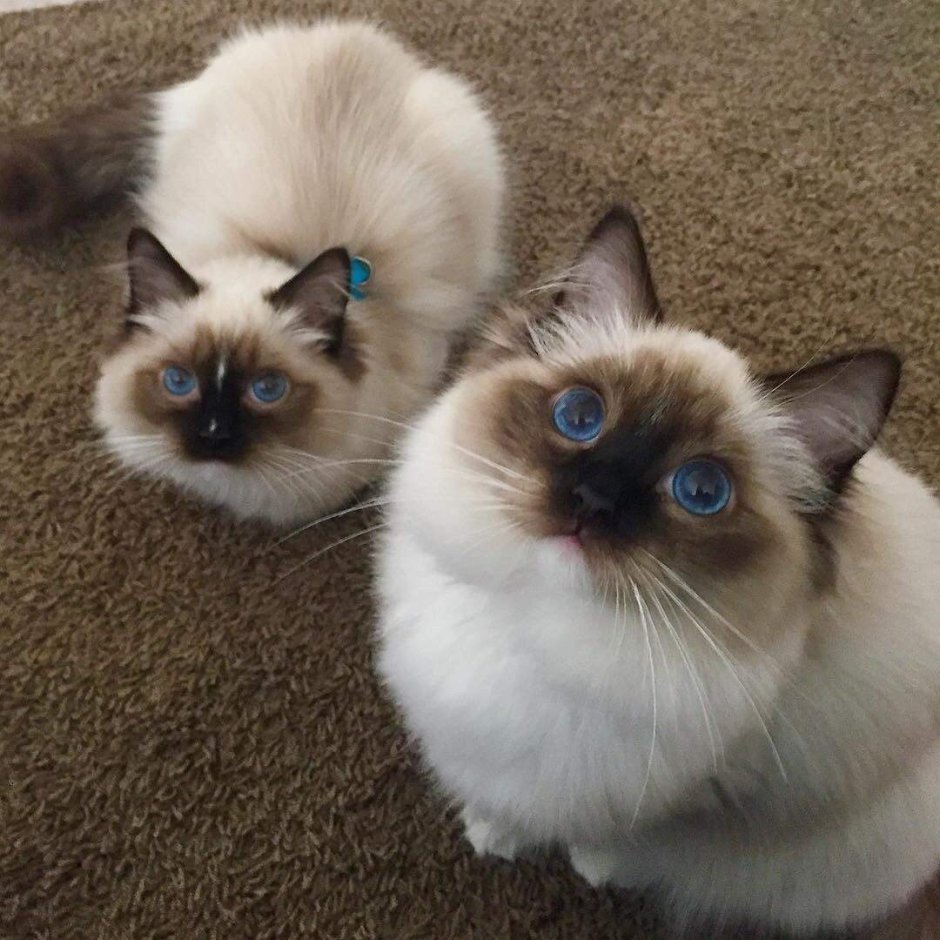 Сиамская кошка Рэгдолл