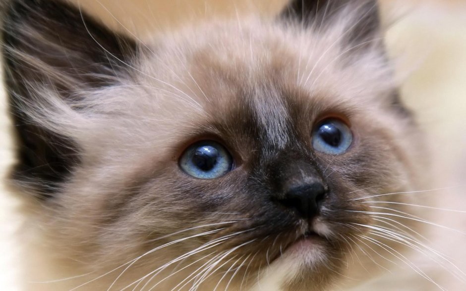 Сиамская кошка котенок