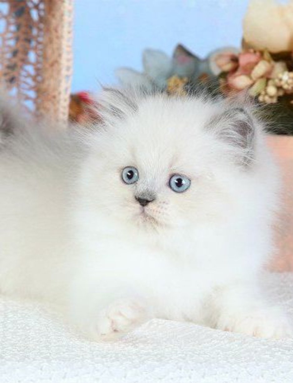Персидская голубая кошка