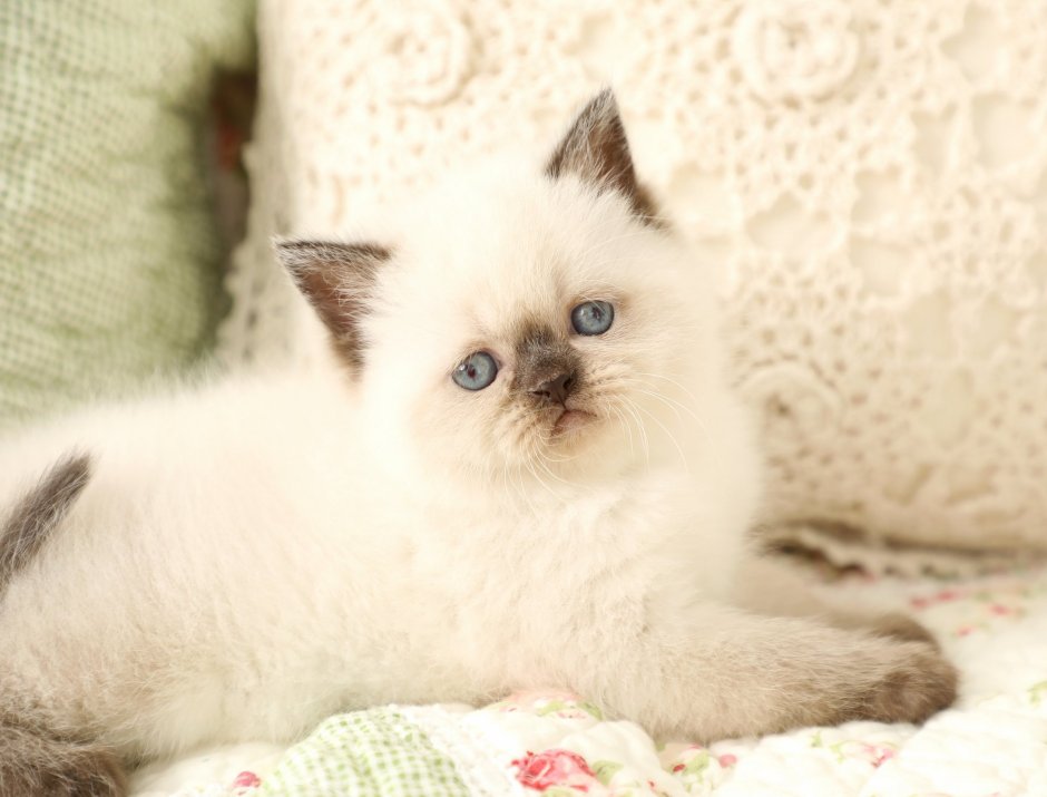 Маленькие гималайская кошка