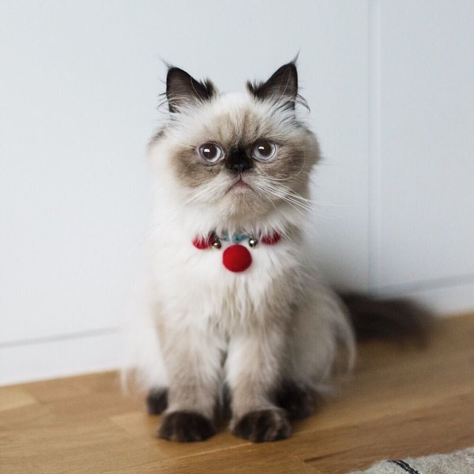 Гималайская кошка