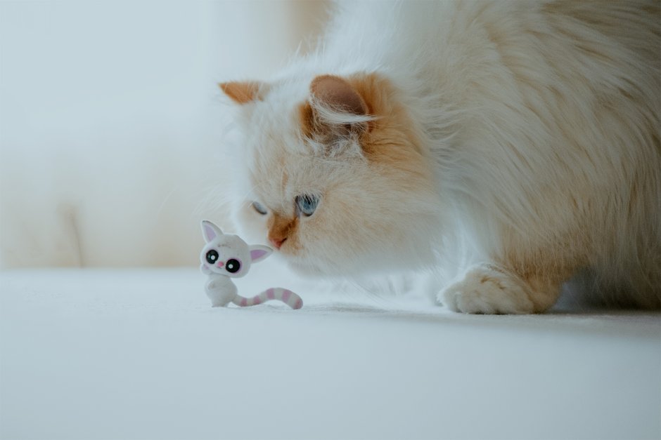 Гималайская кошка обои