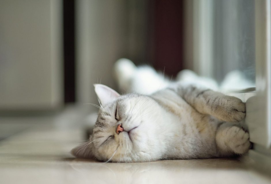 Котенок спит