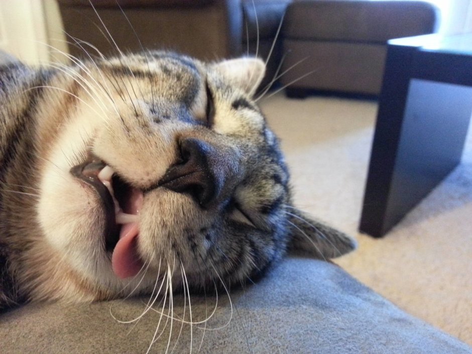 Сонный котенок