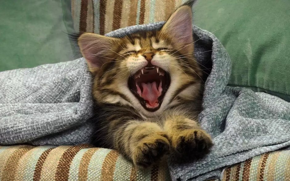 Кот зевает