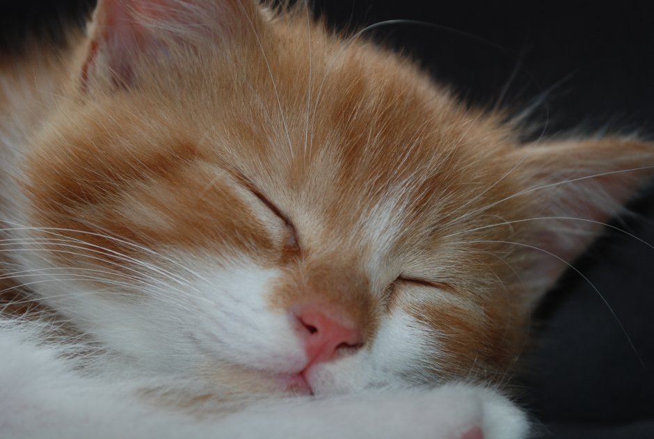 Спящий рыжий котенок