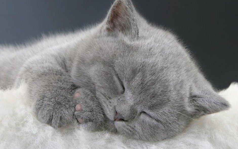 Котенок сладко спит