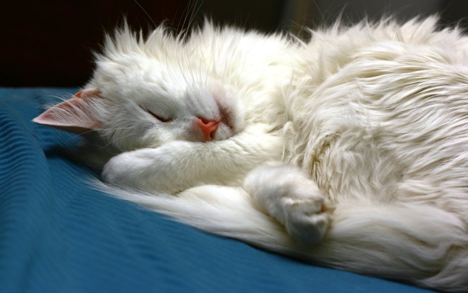 Спящий котик