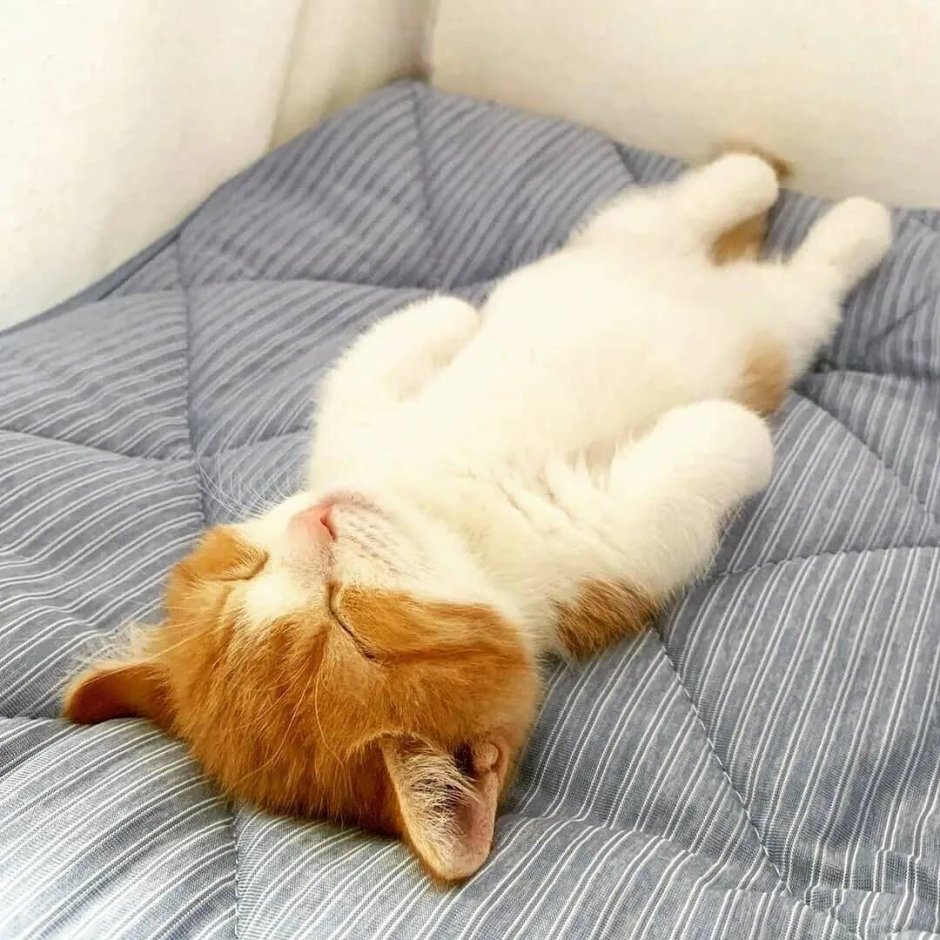 Спящий кот