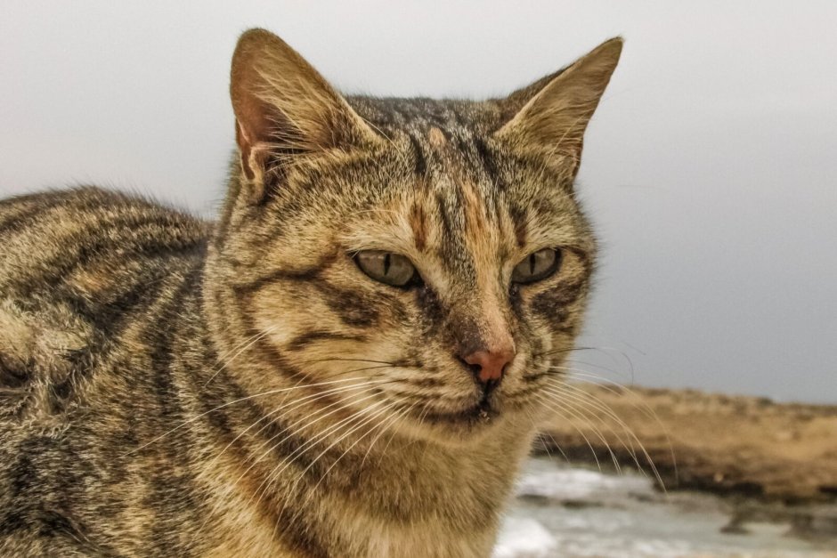 Котик с полосками