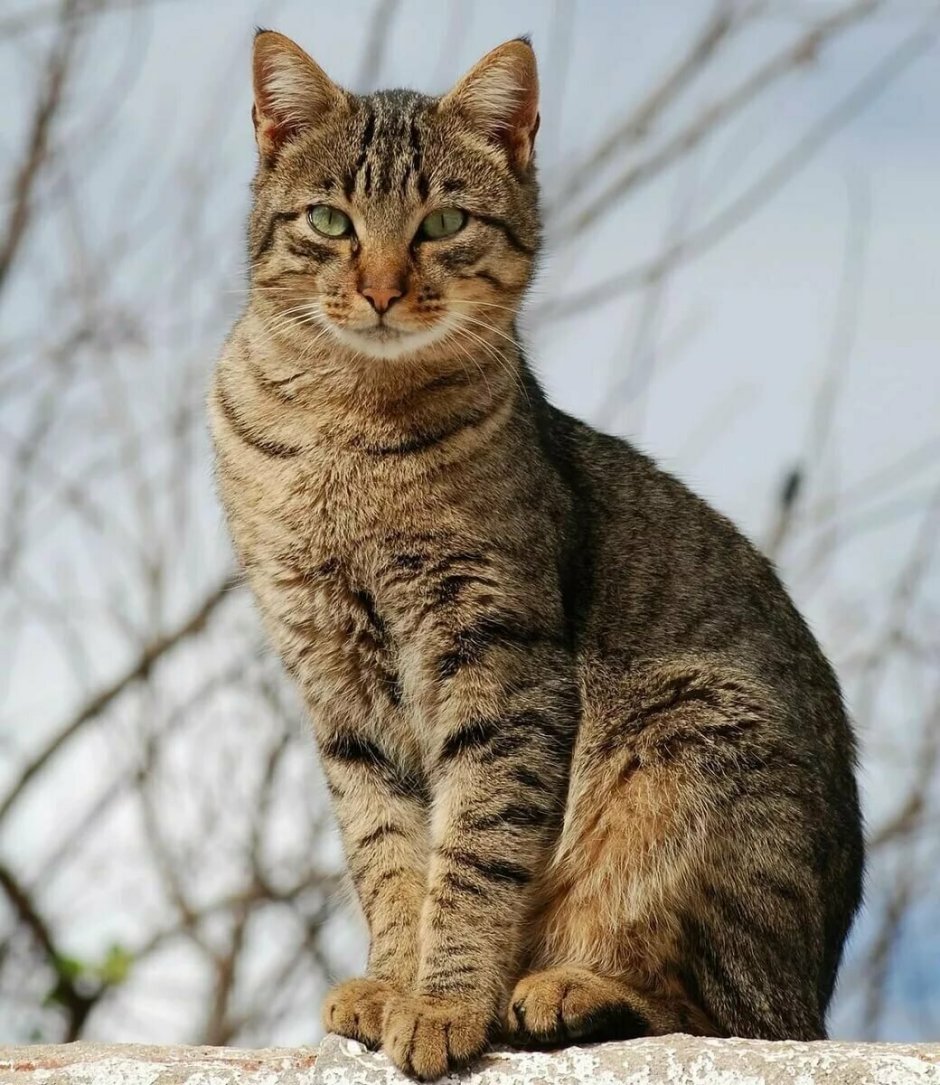 Кошка табби макрель