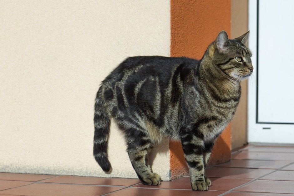 Коты 200х200