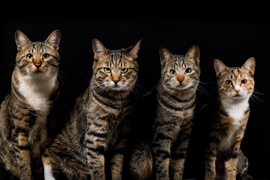 Кот шиншилла полосатый