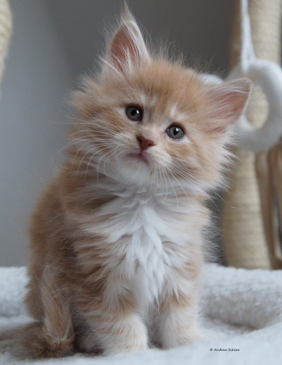 Сибирская кошка палевая персик