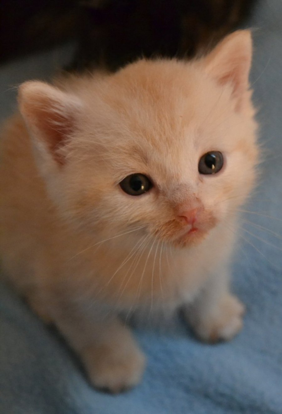 Котенок персикового цвета
