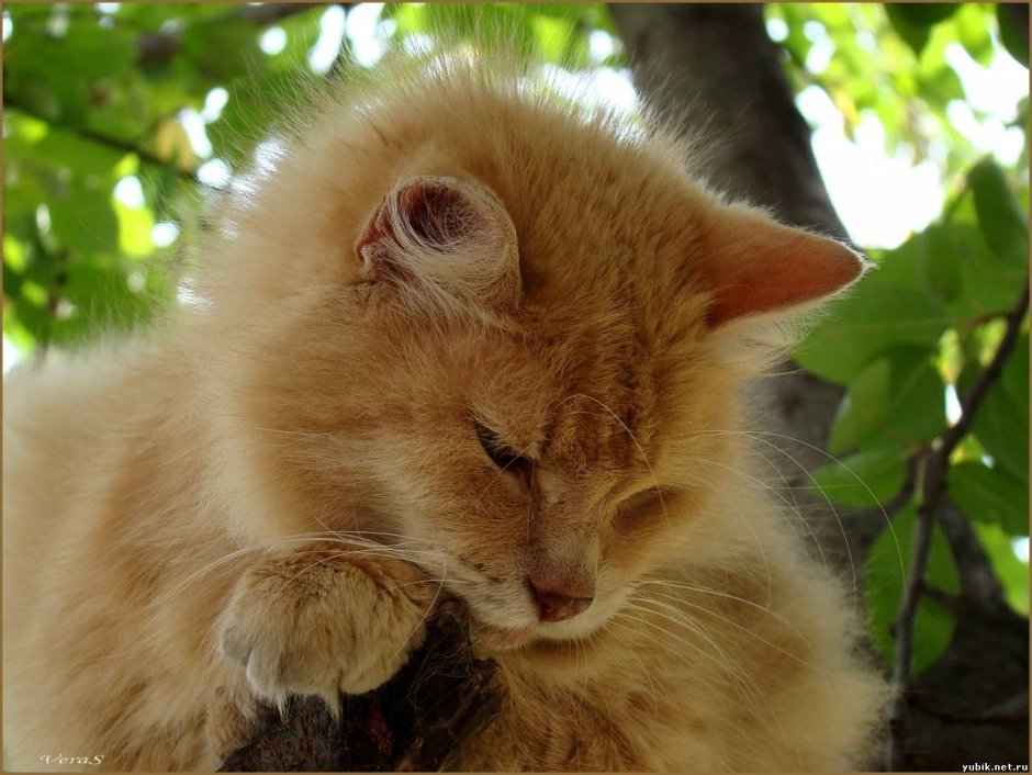 Сибирский гладкошерстный персиковый