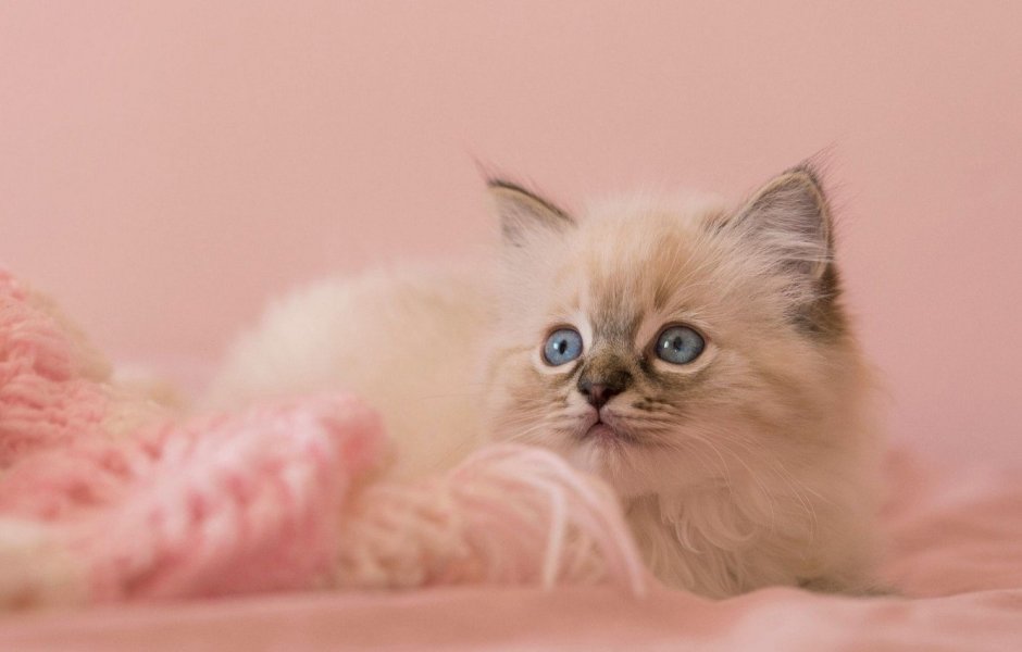 Скоттиш страйт рыжий