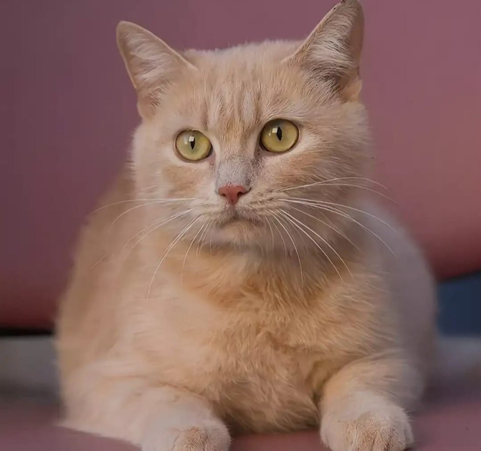 Сибирский гладкошерстный персиковый