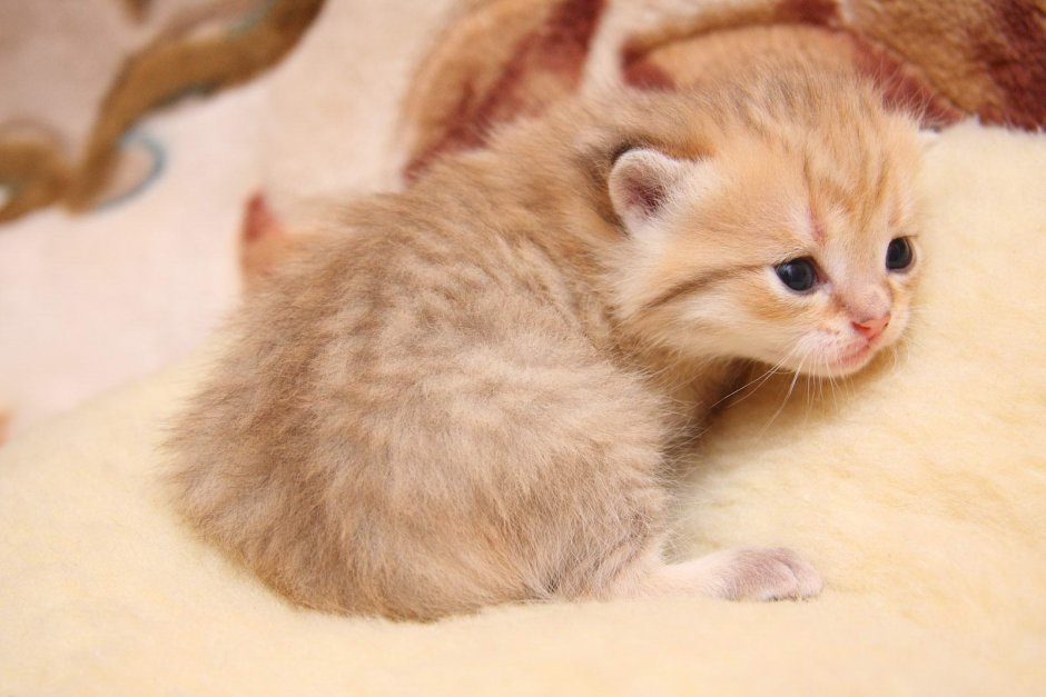 Кошка персикового цвета