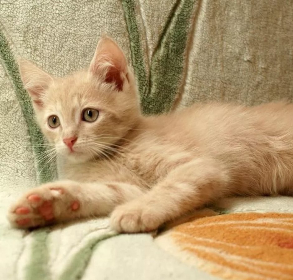 Персиковый британец котенок