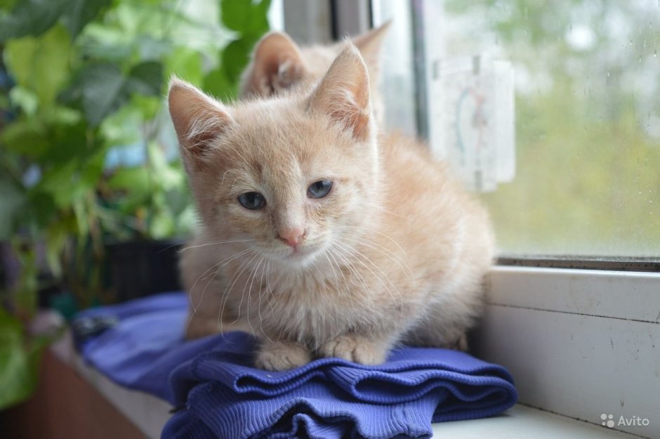 Сибирская персиковая кошка